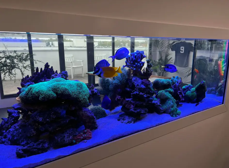Aquarium marin du cabinet Stégéas
